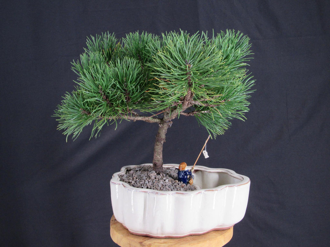 Mugo Pine Bonsai Tree In A Land And Water Scene - Back