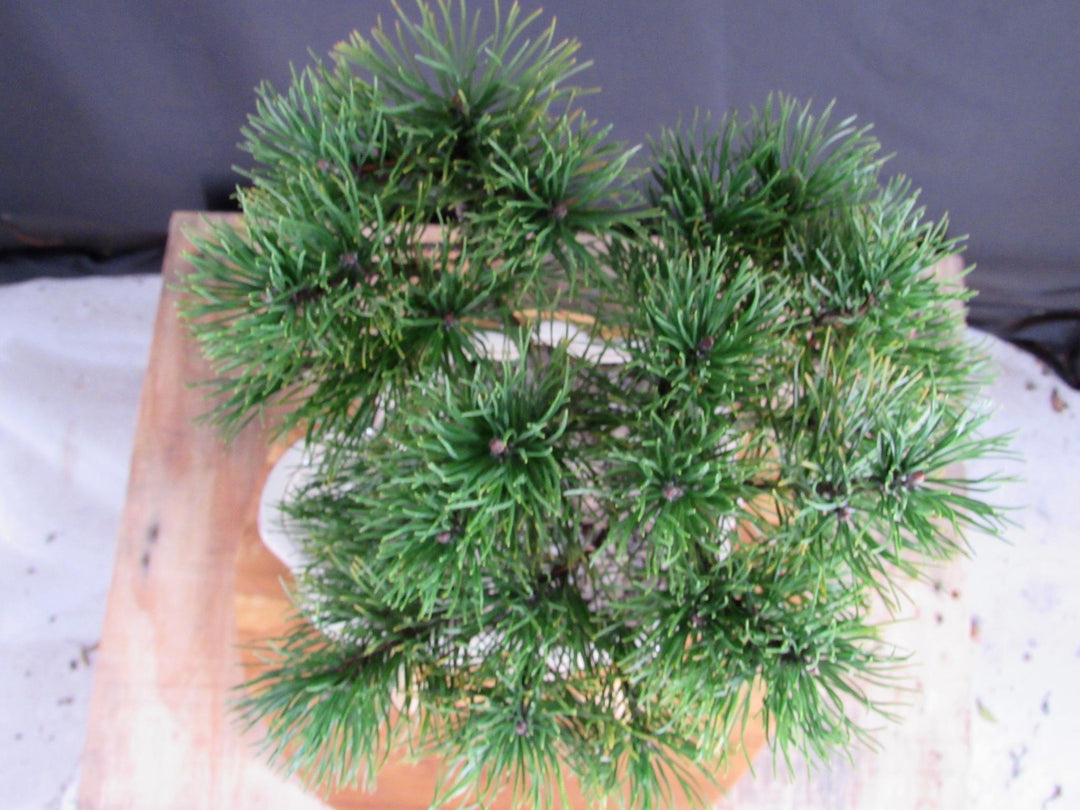 Mugo Pine Bonsai Tree In A Land And Water Scene - Canopy