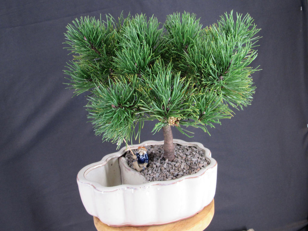 Mugo Pine Bonsai Tree In A Land And Water Scene - Fisherman