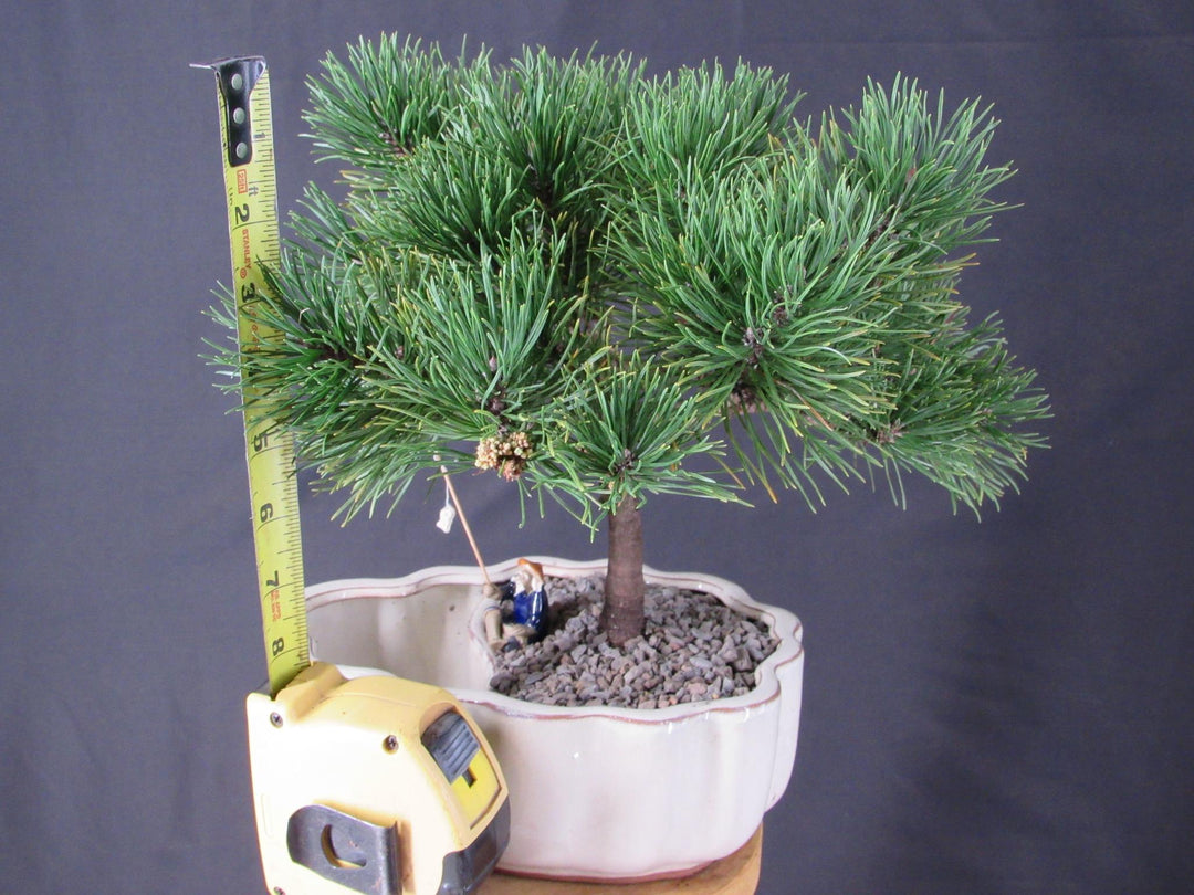 Mugo Pine Bonsai Tree In A Land And Water Scene - Height