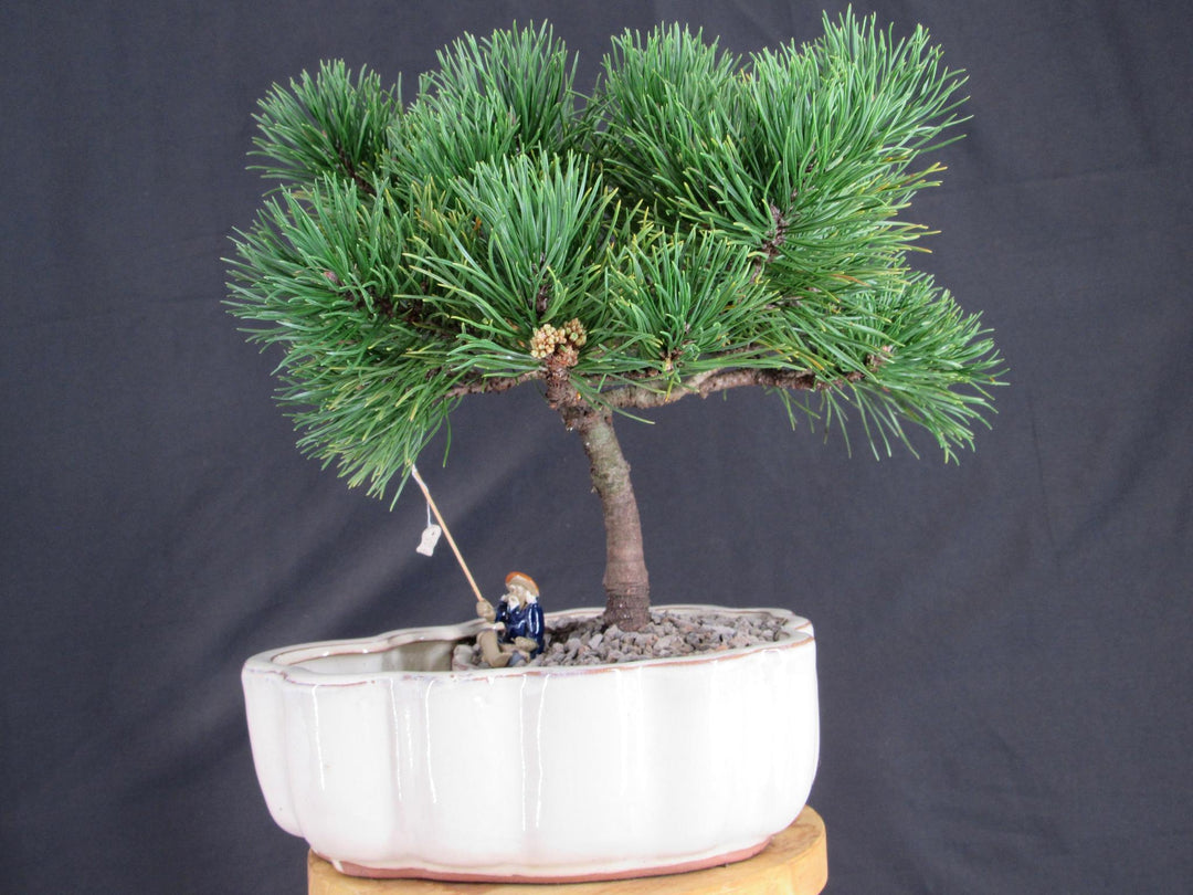 Mugo Pine Bonsai Tree In A Land And Water Scene - Profile