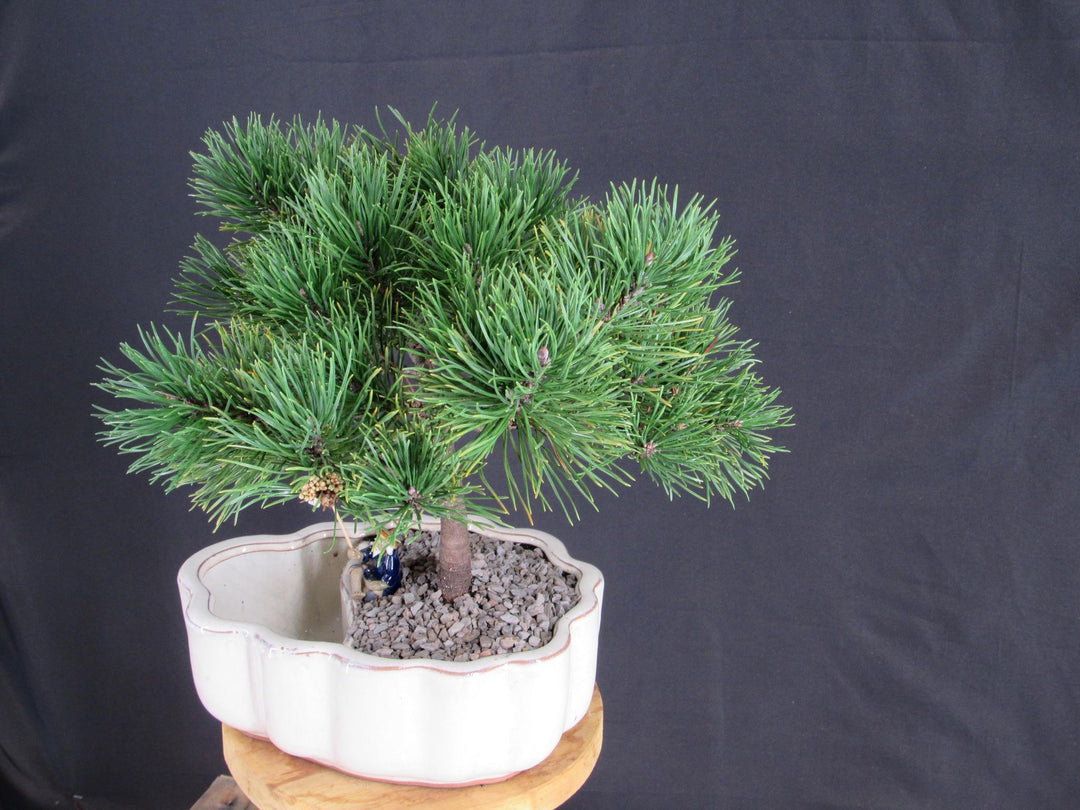 Mugo Pine Bonsai Tree In A Land And Water Scene - Side