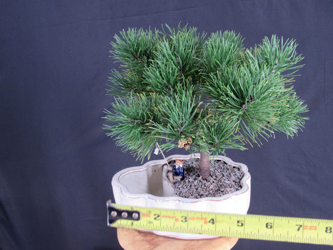 Mugo Pine Bonsai Tree In A Land And Water Scene - Size