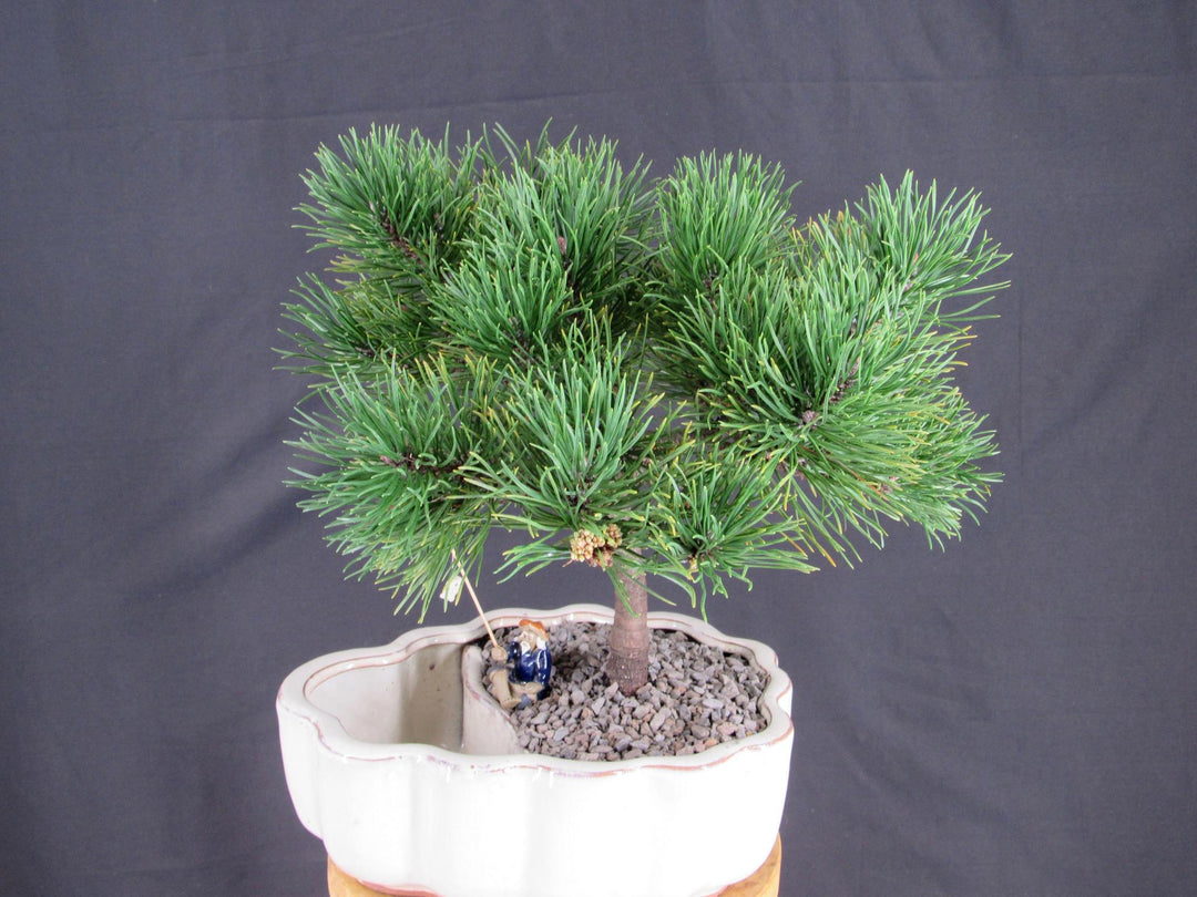 Mugo Pine Bonsai Tree In A Land And Water Scene