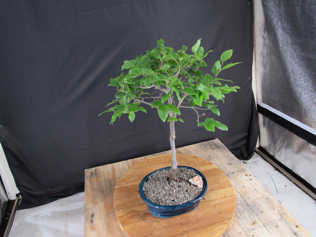 Narrow Korean Hornbeam Bonsai Tree - Side
