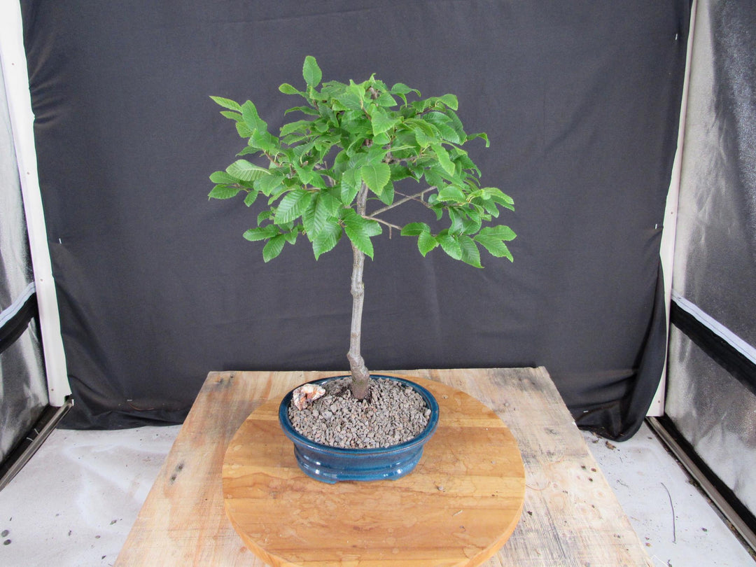 Narrow Korean Hornbeam Bonsai Tree - Back