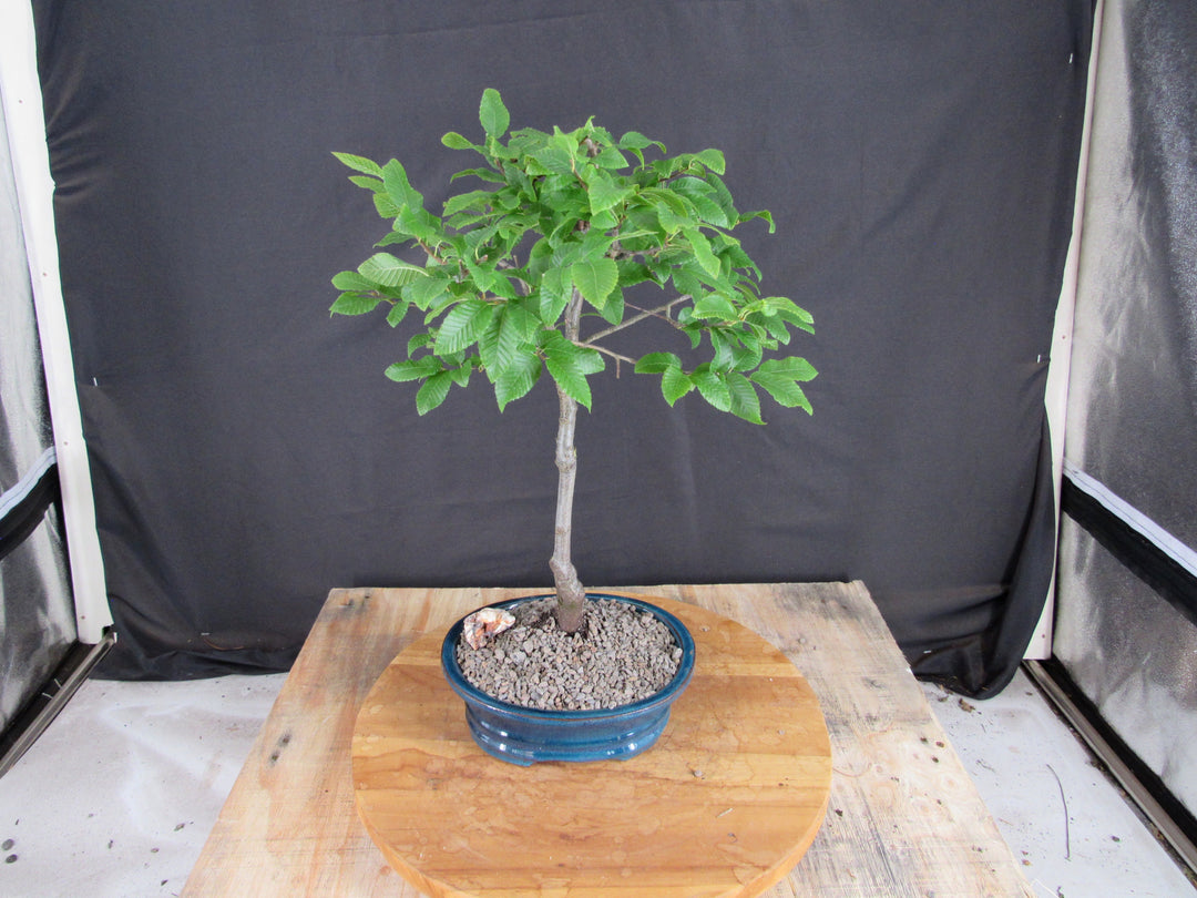 Narrow Korean Hornbeam Bonsai Tree - Back