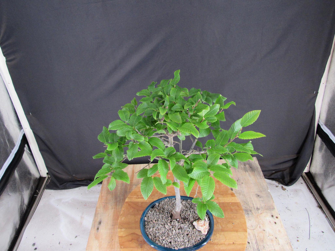 Narrow Korean Hornbeam Bonsai Tree - Birds Eye