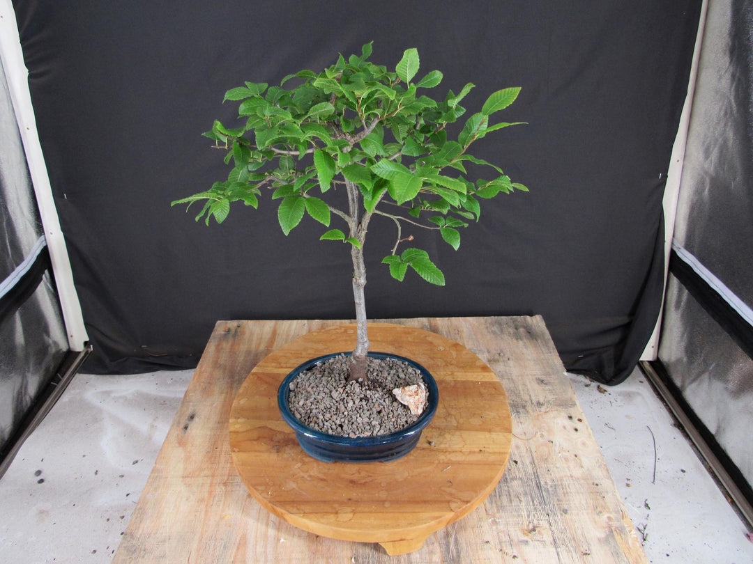 Narrow Korean Hornbeam Bonsai Tree - Canopy