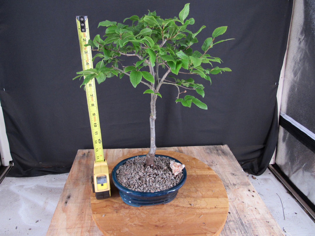 Narrow Korean Hornbeam Bonsai Tree - Height