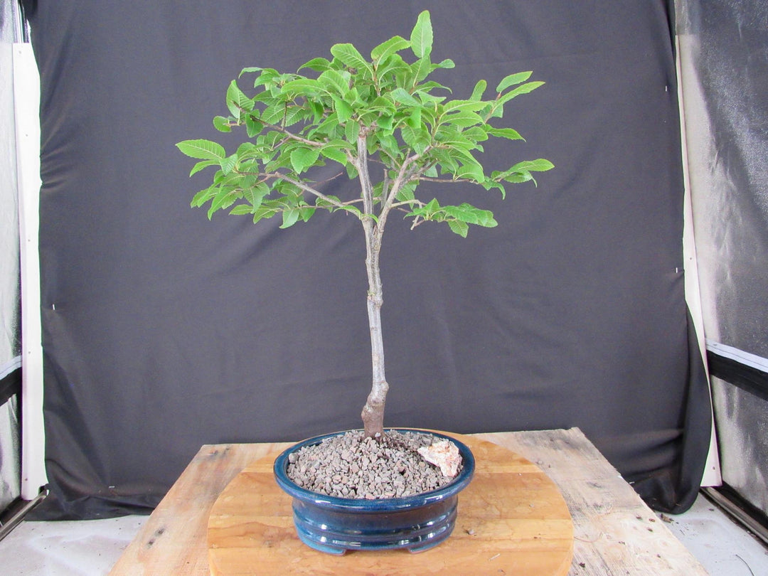 Narrow Korean Hornbeam Bonsai Tree - Profile