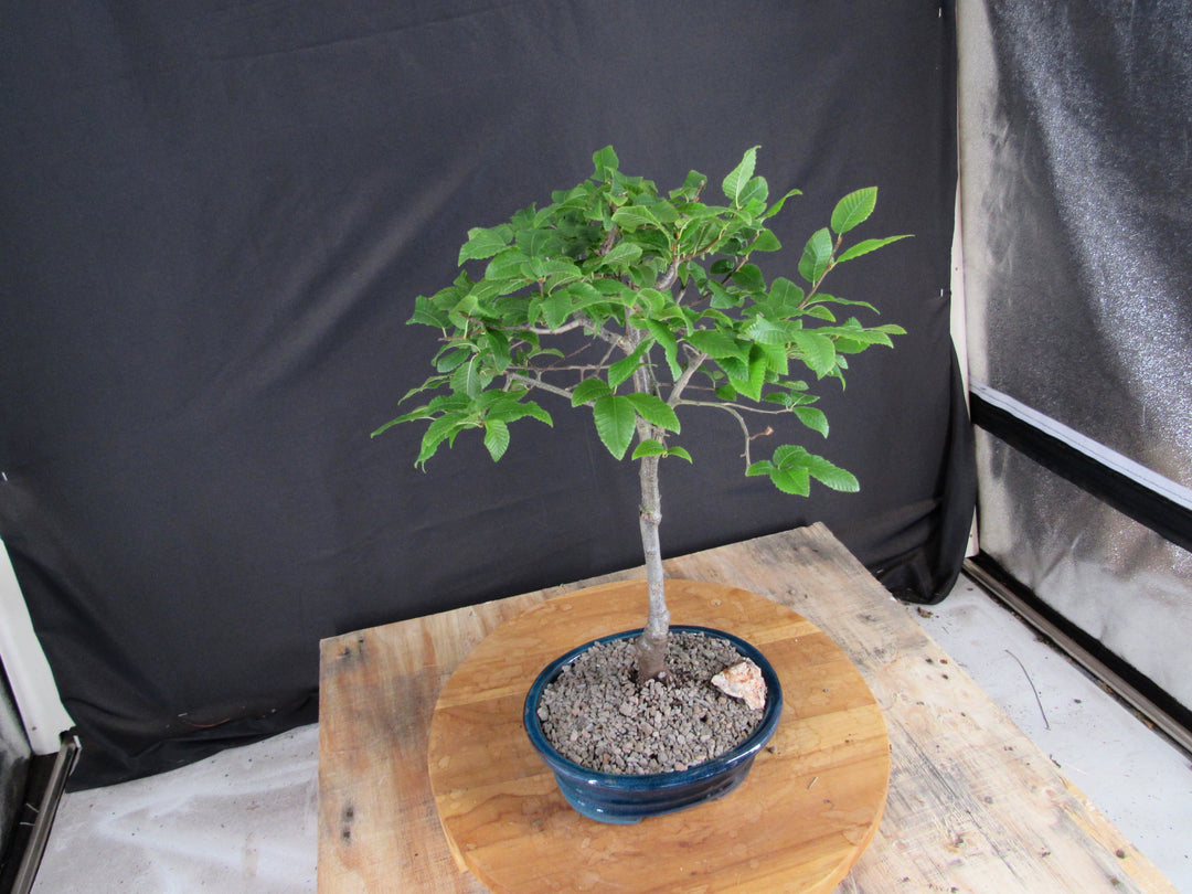 Narrow Korean Hornbeam Bonsai Tree - Side