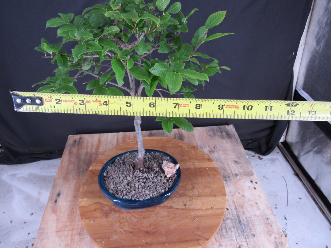 Narrow Korean Hornbeam Bonsai Tree - Size