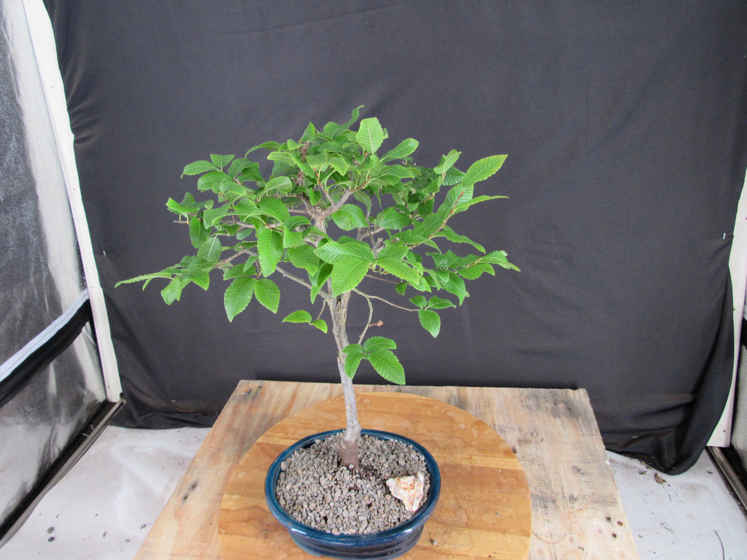 Narrow Korean Hornbeam Bonsai Tree - Softer Side