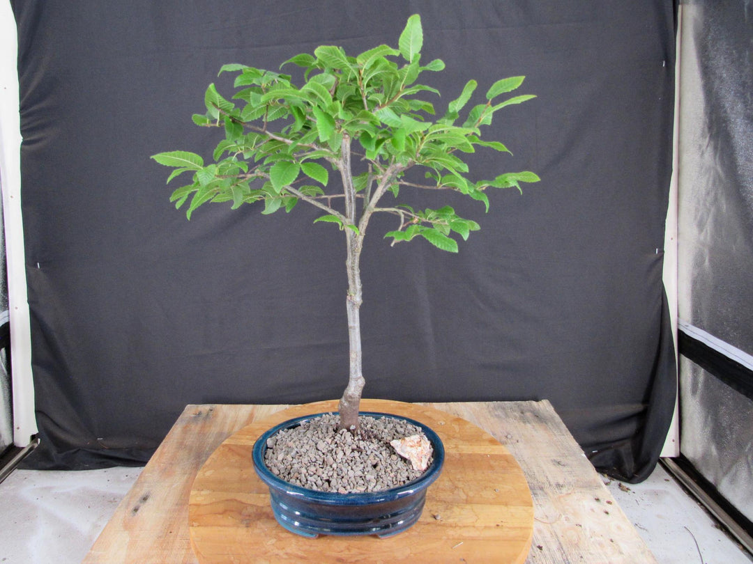 Narrow Korean Hornbeam Bonsai Tree - Straight On