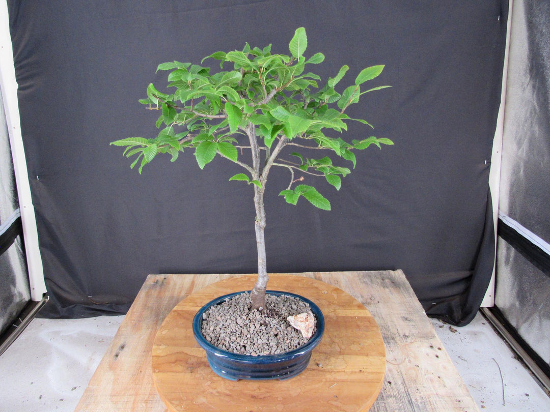 Narrow Korean Hornbeam Bonsai Tree