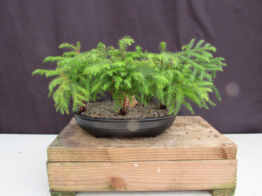 bonsai pineapple tree Norfolk Island Pine 5 Tree Forest Bonsai Tree