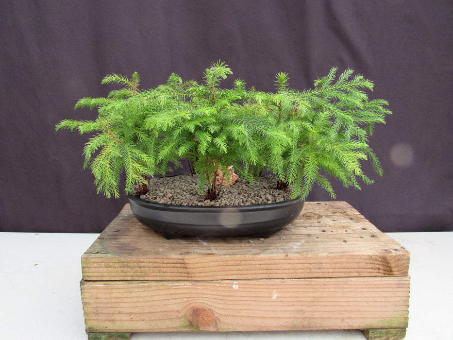 Norfolk Island Pine 5 Tree Forest Bonsai Tree Back