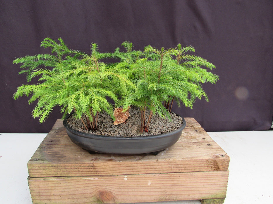 Norfolk Island Pine 5 Tree Forest Bonsai Tree Profile