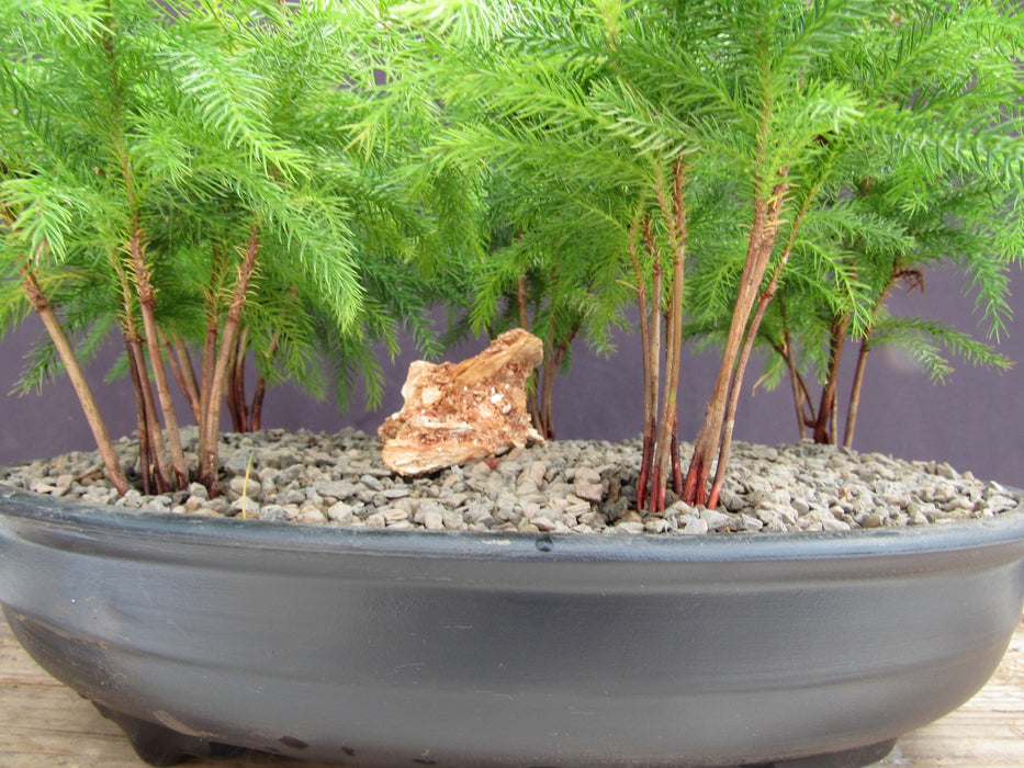 Norfolk Island Pine 5 Tree Forest Bonsai Tree Trunks