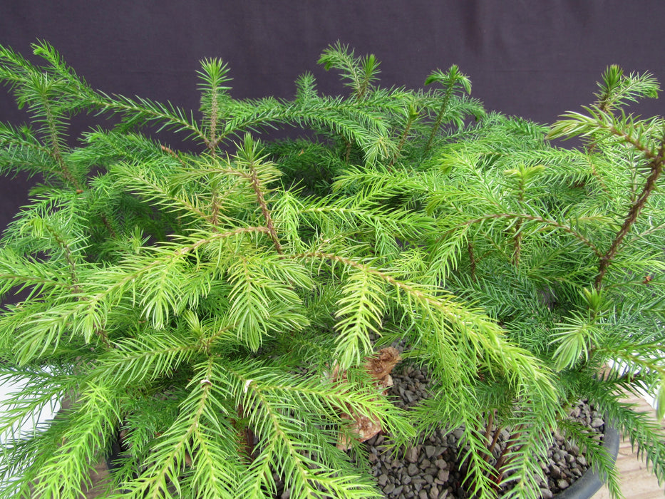 Norfolk Island Pine 5 Tree Forest Bonsai Tree Crown