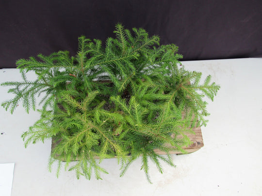 norfolk island pine bonsai tree forest Norfolk Island Pine 5 Tree Forest Bonsai Tree