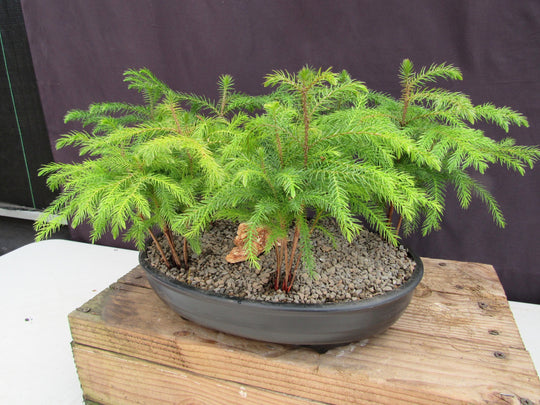 bonsai trees long island ny Norfolk Island Pine 5 Tree Forest Bonsai Tree