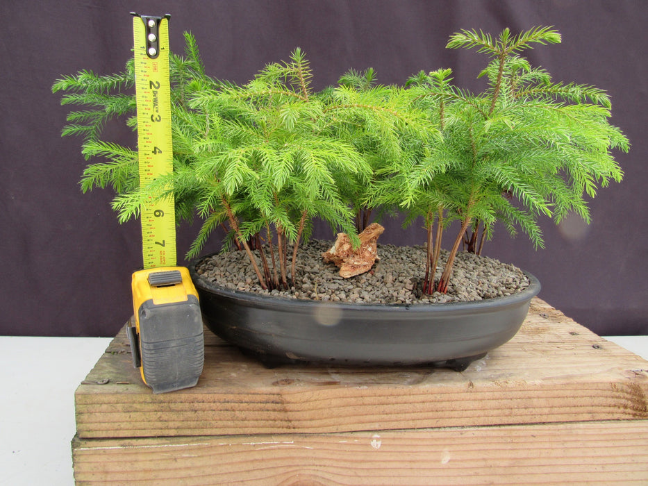 5 foot bonsai tree Norfolk Island Pine 5 Tree Forest Bonsai Tree