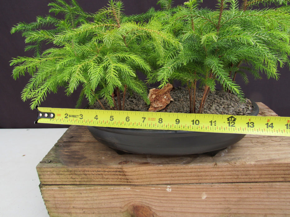 Norfolk Island Pine 5 Tree Forest Bonsai Tree Size