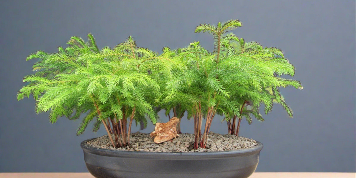 bonsai tree with 5 leaves Norfolk Island Pine 5 Tree Forest Bonsai Tree
