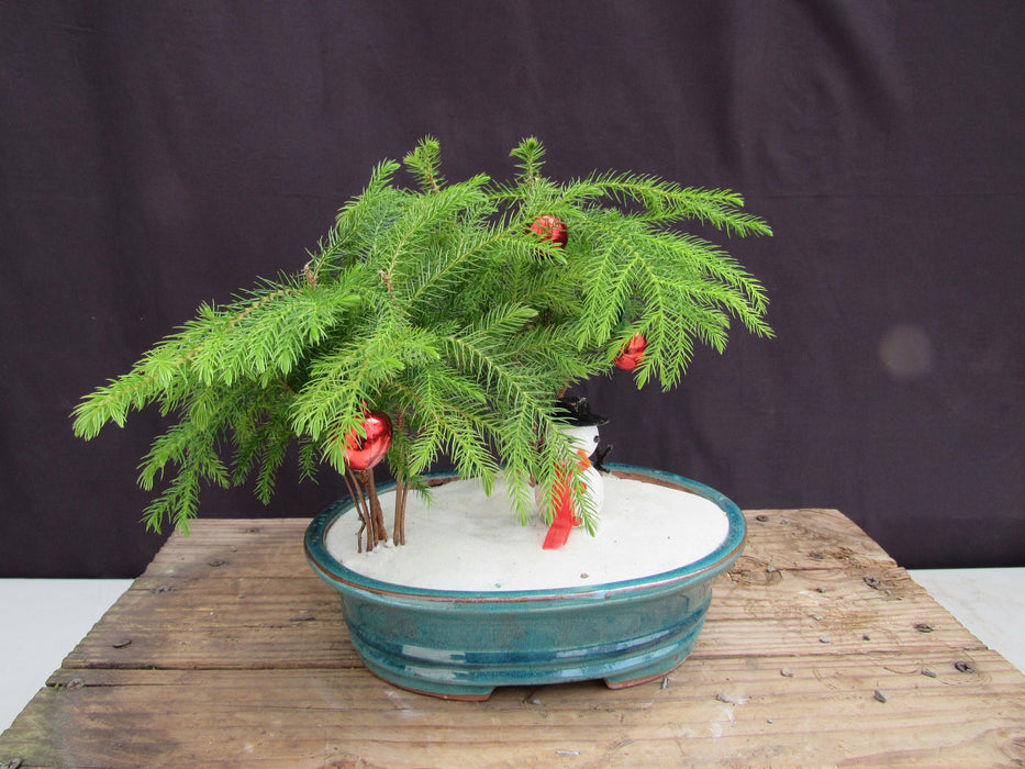 Norfolk Island Pine Christmas Scene Bonsai Tree Profile