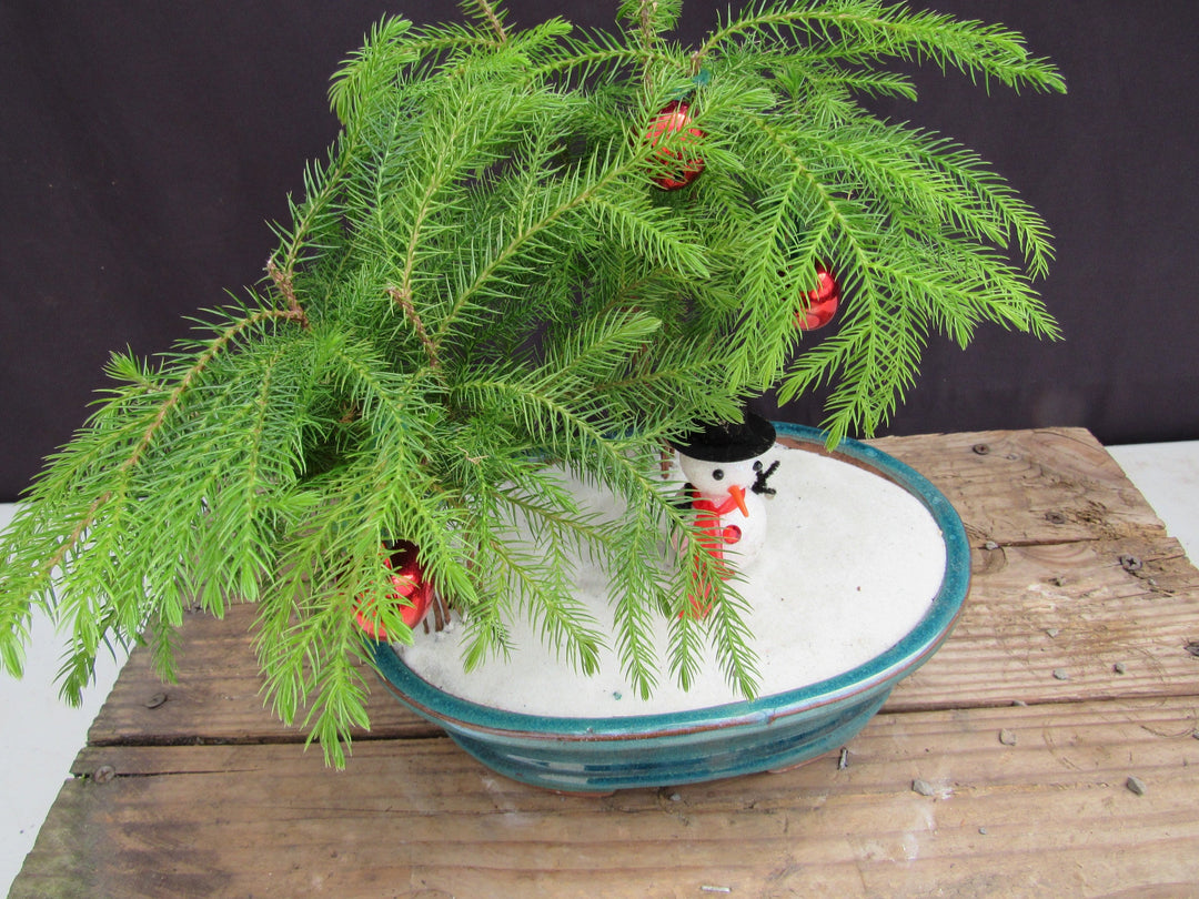 Norfolk Island Pine Christmas Scene Bonsai Tree Canopy