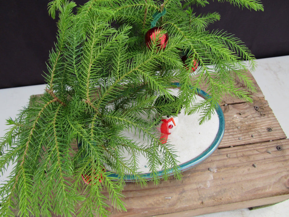 Norfolk Island Pine Christmas Scene Bonsai Tree Foliage