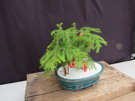 christmas tree into bonsai Norfolk Island Pine Christmas Scene Bonsai Tree