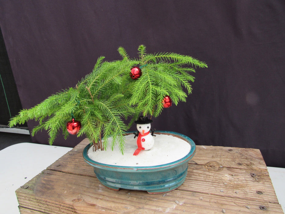 Norfolk Island Pine Christmas Scene Bonsai Tree Side