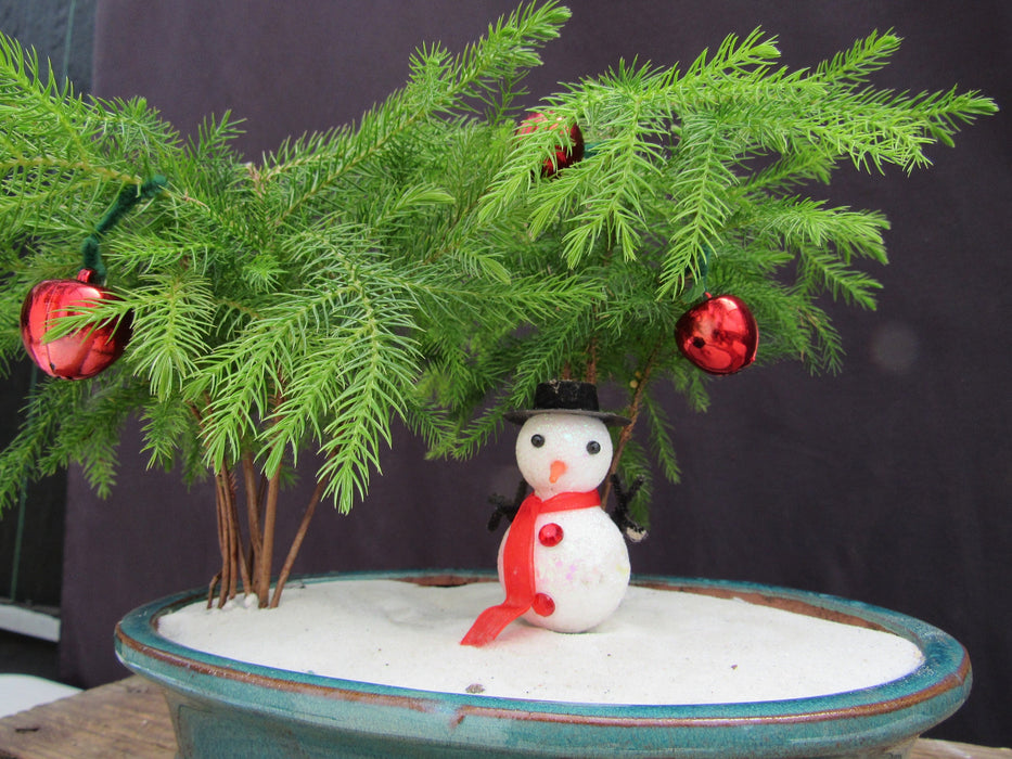 Norfolk Island Pine Christmas Scene Bonsai Tree Snowman