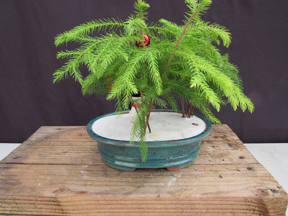 Norfolk Island Pine Christmas Scene Bonsai Tree Back