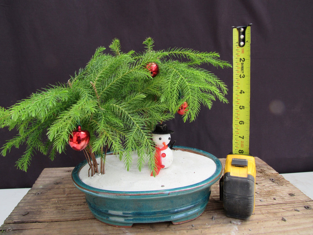Norfolk Island Pine Christmas Scene Bonsai Tree Height