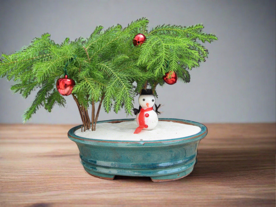 bonsai tree decoration Norfolk Island Pine Christmas Scene Bonsai Tree