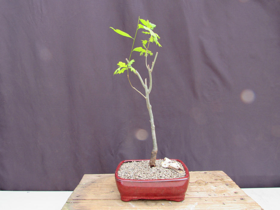 Pin Oak Bonsai Tree Profile