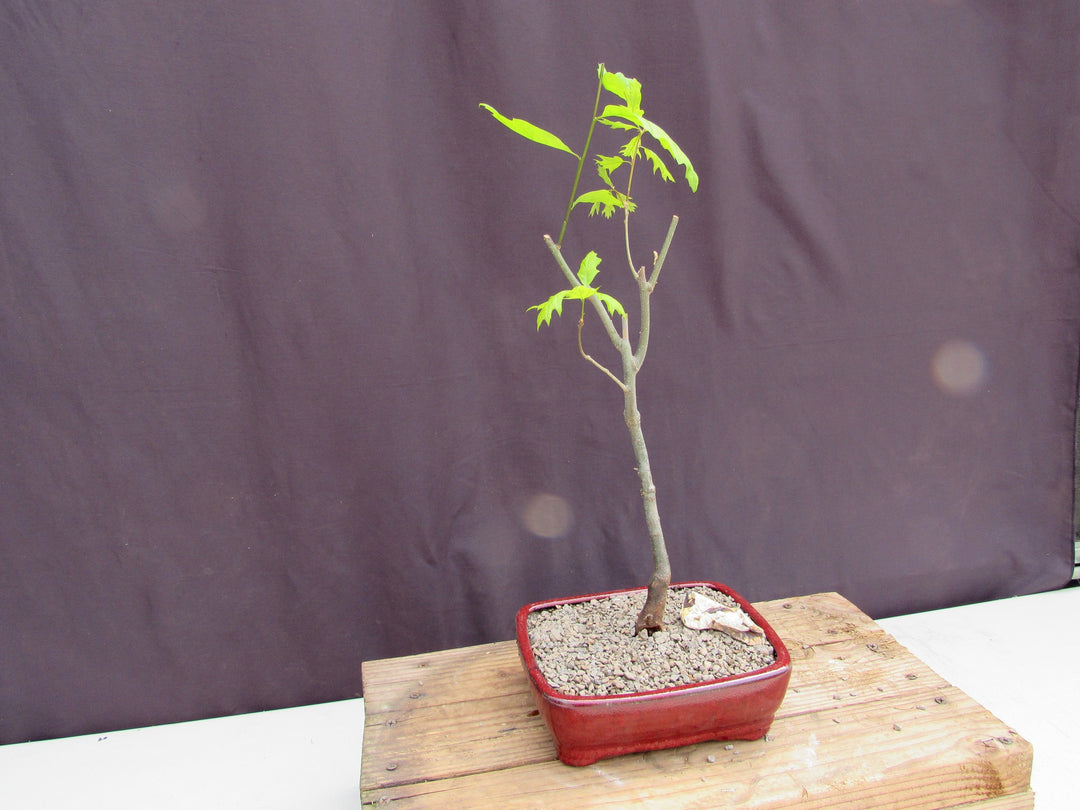 Pin Oak Bonsai Tree Side