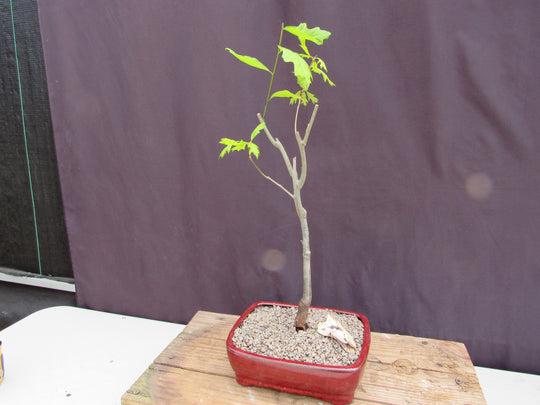 oak bonsai tree for sale Pin Oak Bonsai Tree