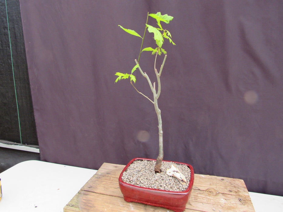 Pin Oak Bonsai Tree Bark