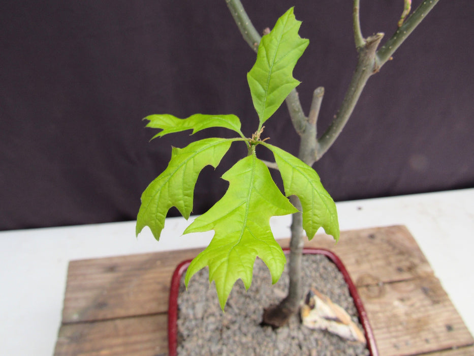 Pin Oak Bonsai TreeFoliage