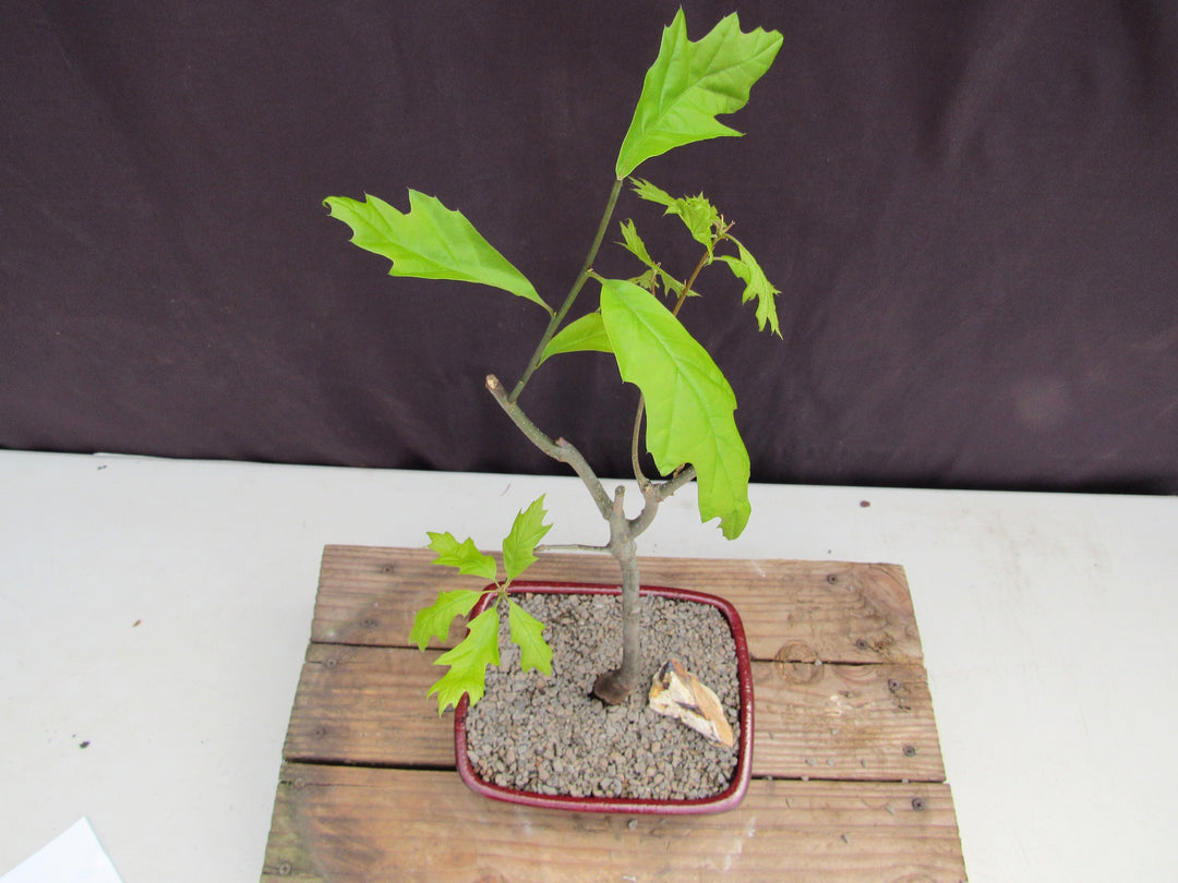 Pin Oak Bonsai Tree Newly Pruned