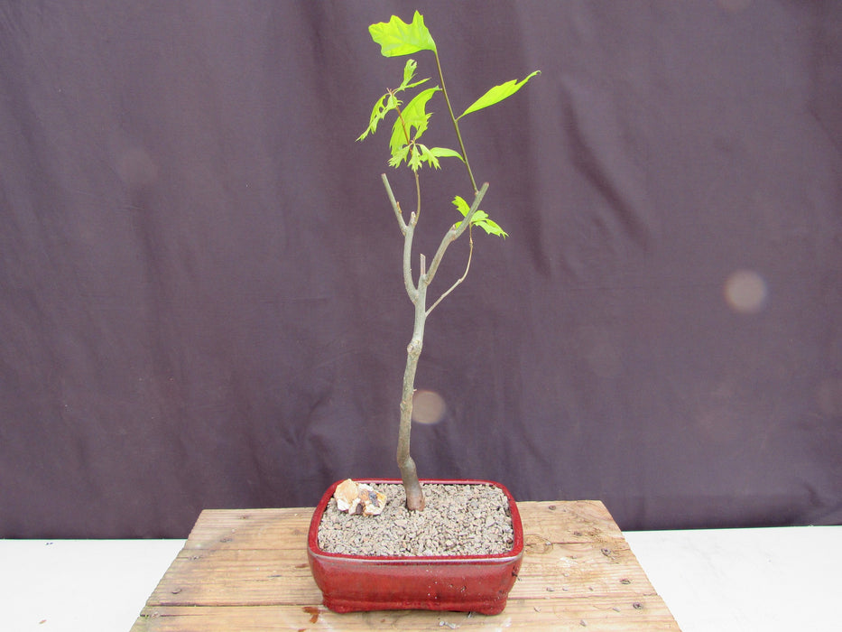 Pin Oak Bonsai Tree Back