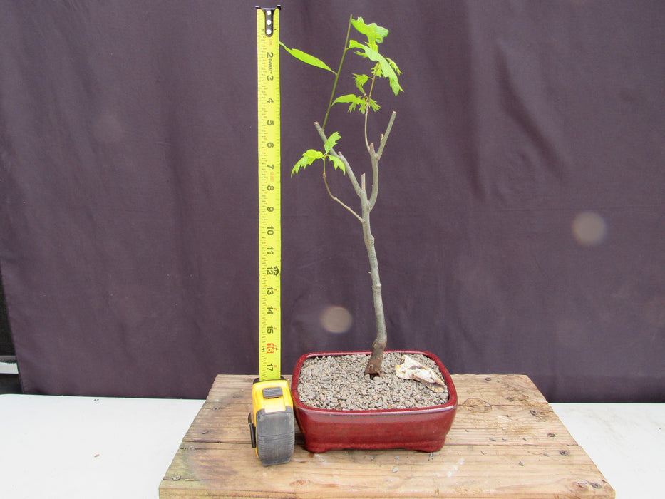 Pin Oak Bonsai Tree Height