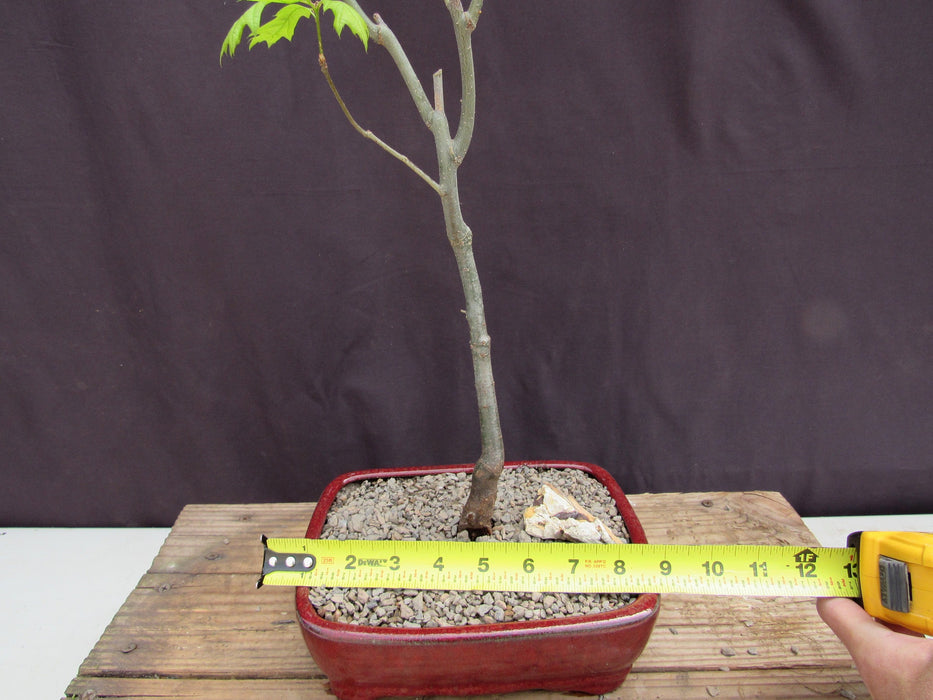 Pin Oak Bonsai Tree Size