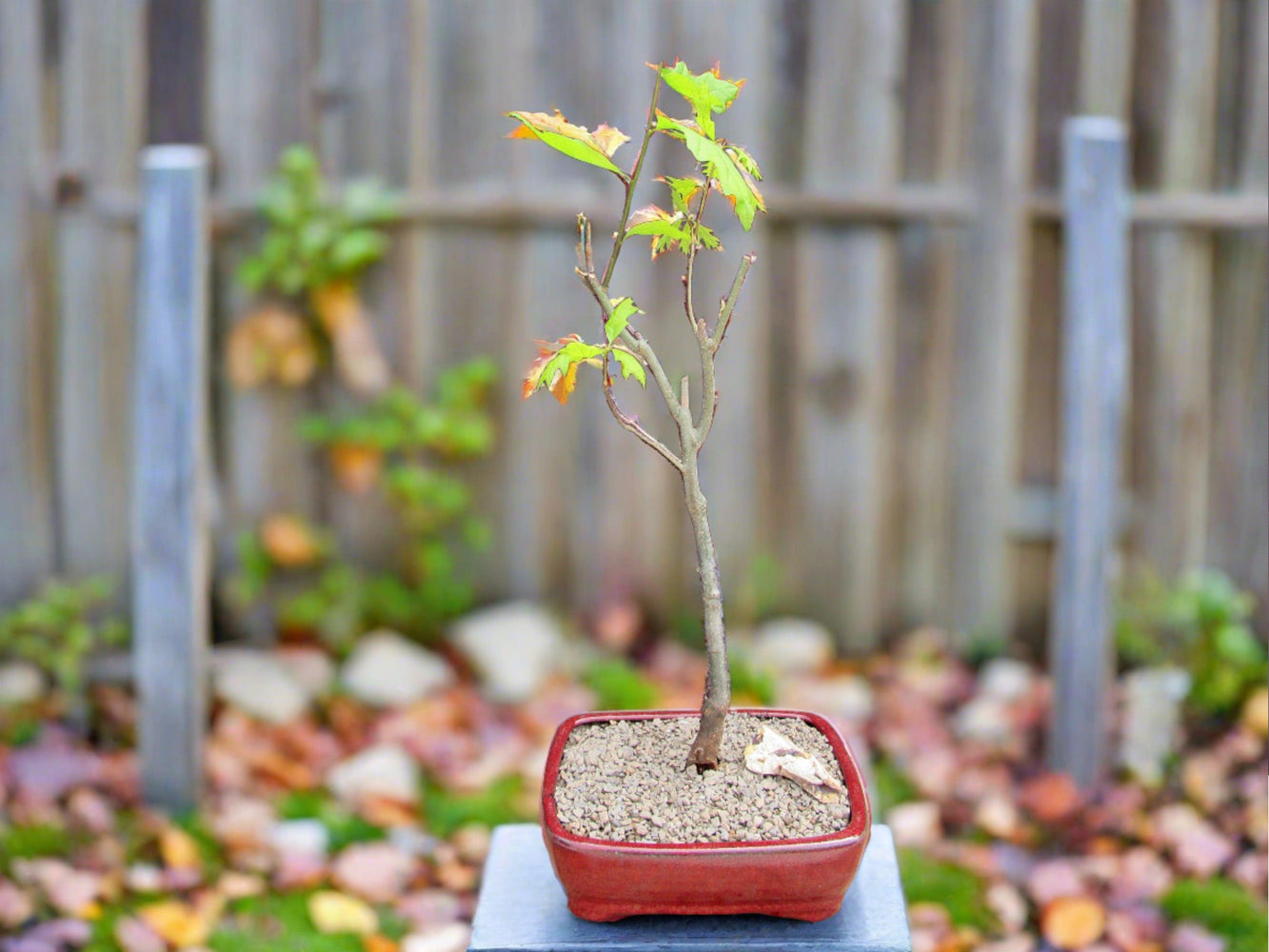 Pin Oak Bonsai Tree