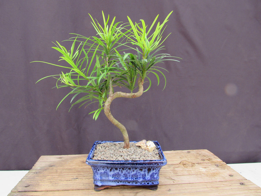 Small Curved Trunk Style Podocarpus Bonsai Tree